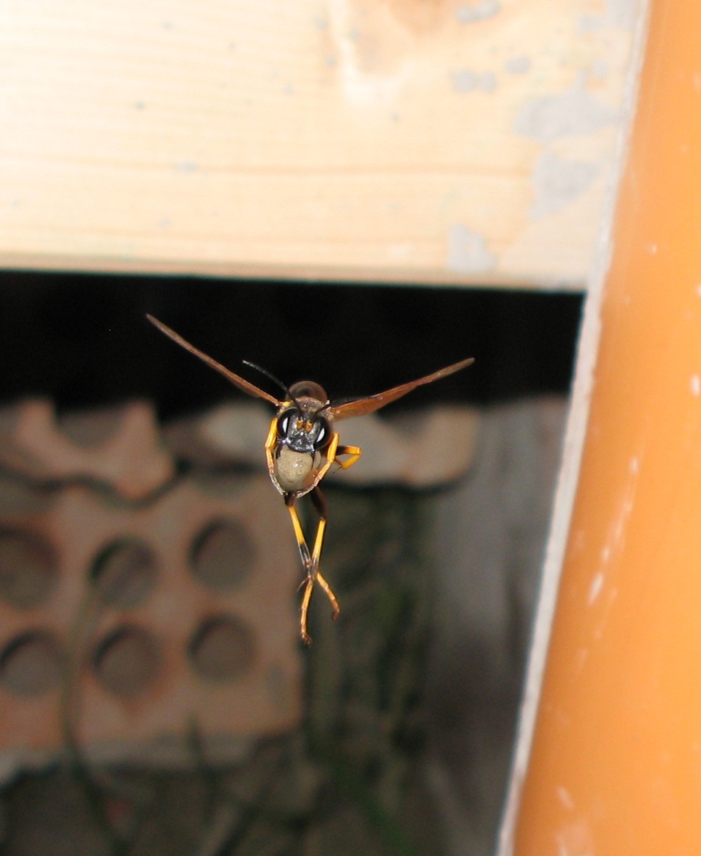 Vespe trasporto fango  al volo (Sceliphron caementarium)